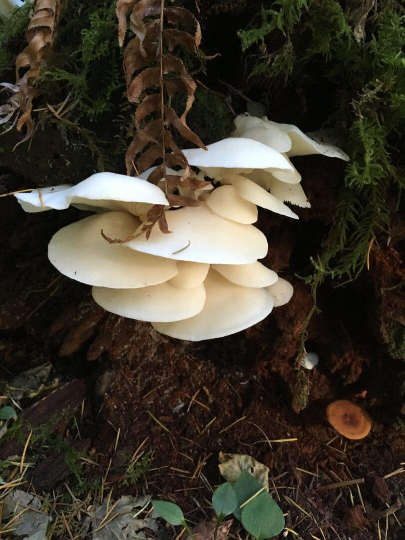 Oyster Mushroom