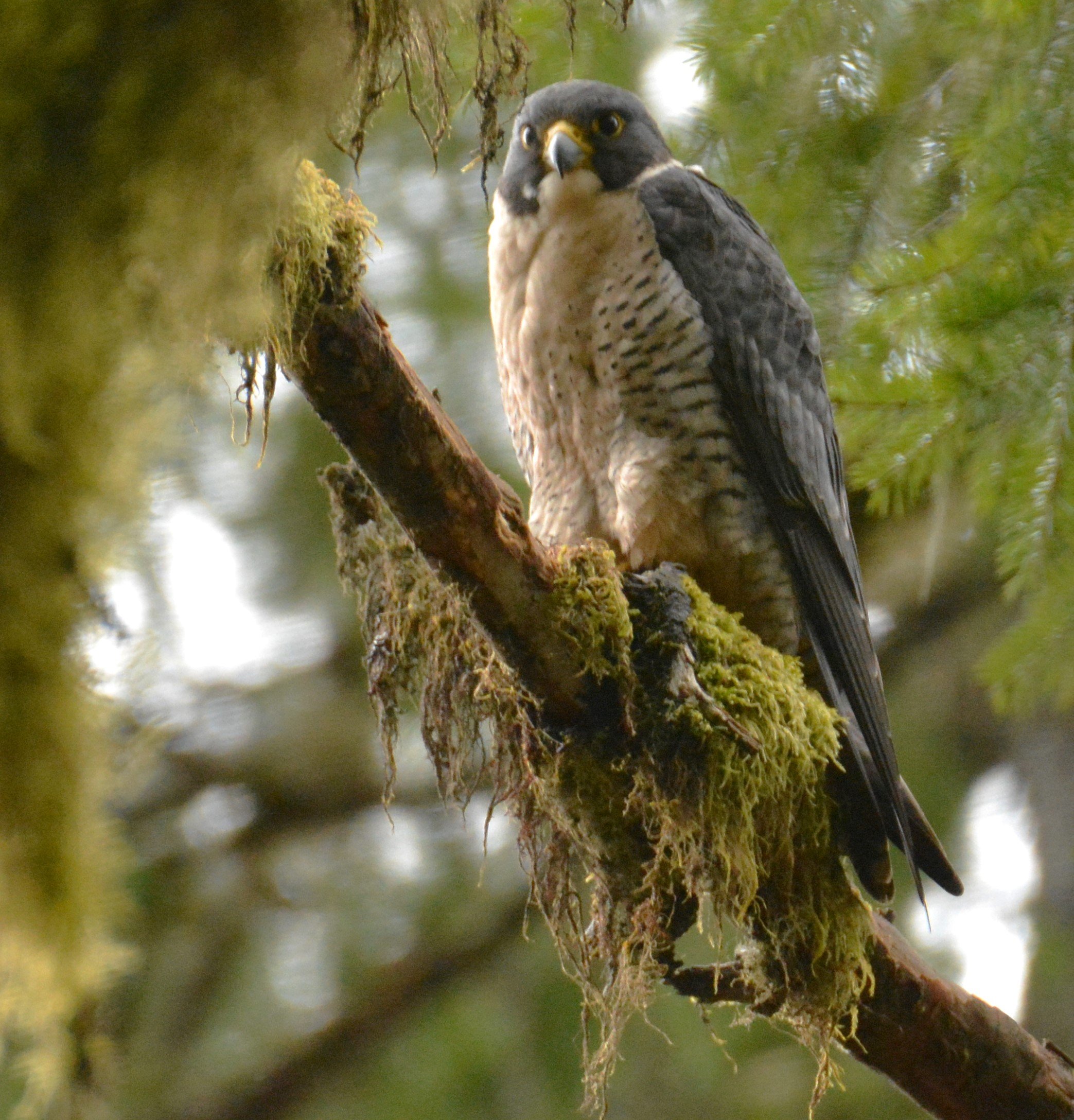 Peregrine Falcon