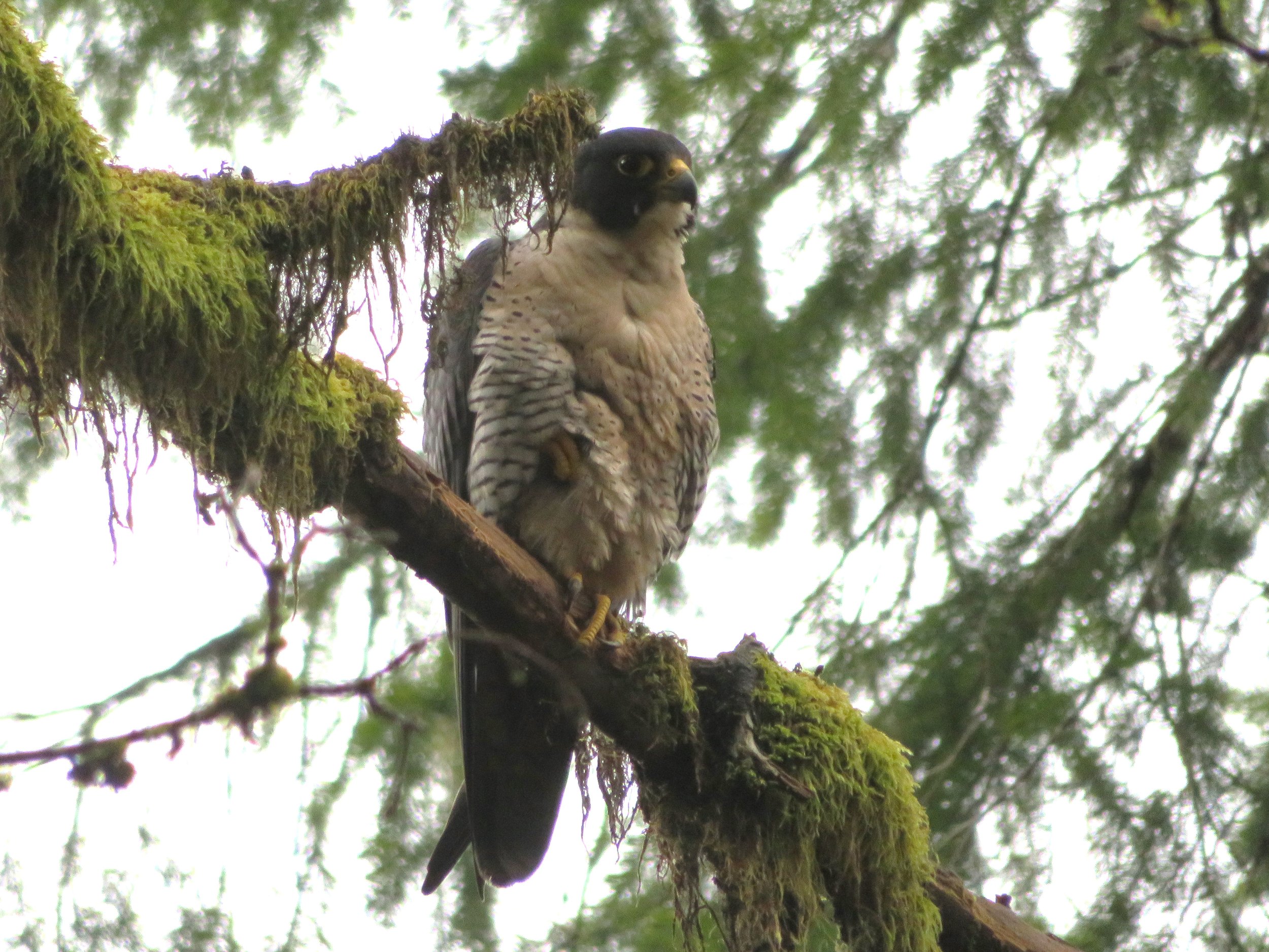 Peregrine Falcon