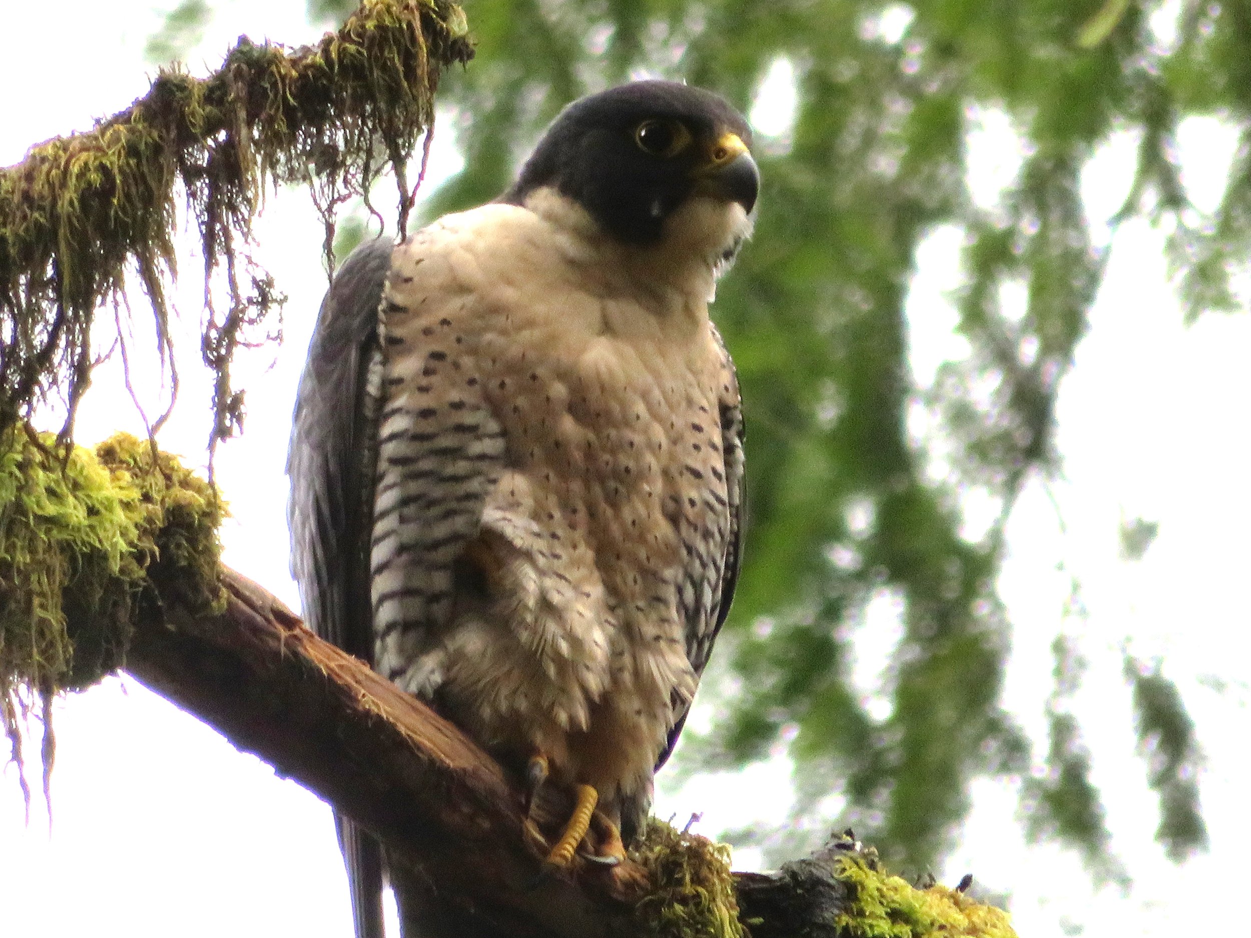 Peregrine Falcon