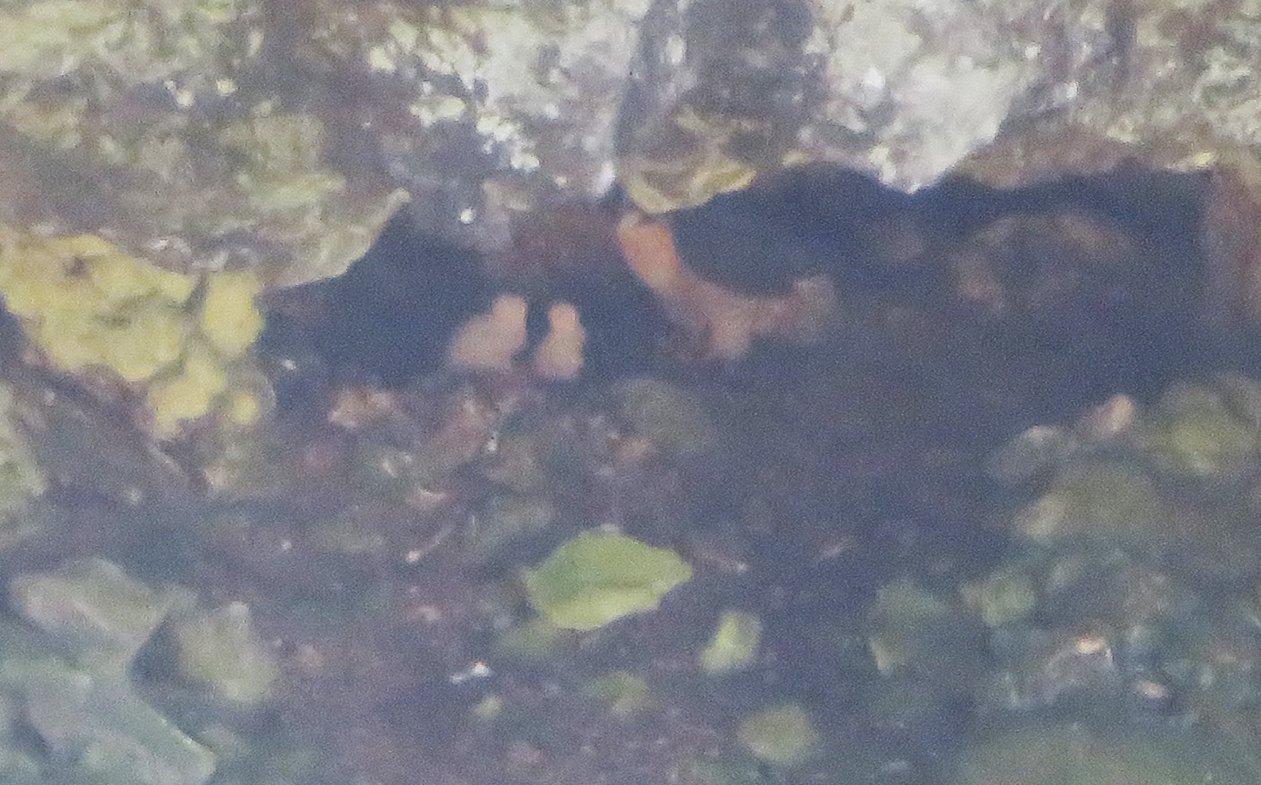 Two nestlings observed by Richard and Debbie Niemeyer on April 27, 2023.