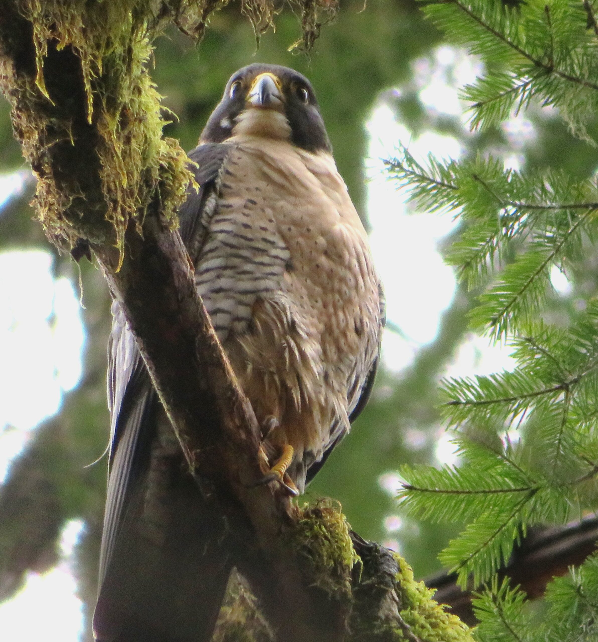 Peregrine Falcon