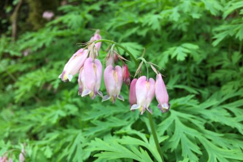 Pacific Bleeding Heart Pacific Bleeding Heart