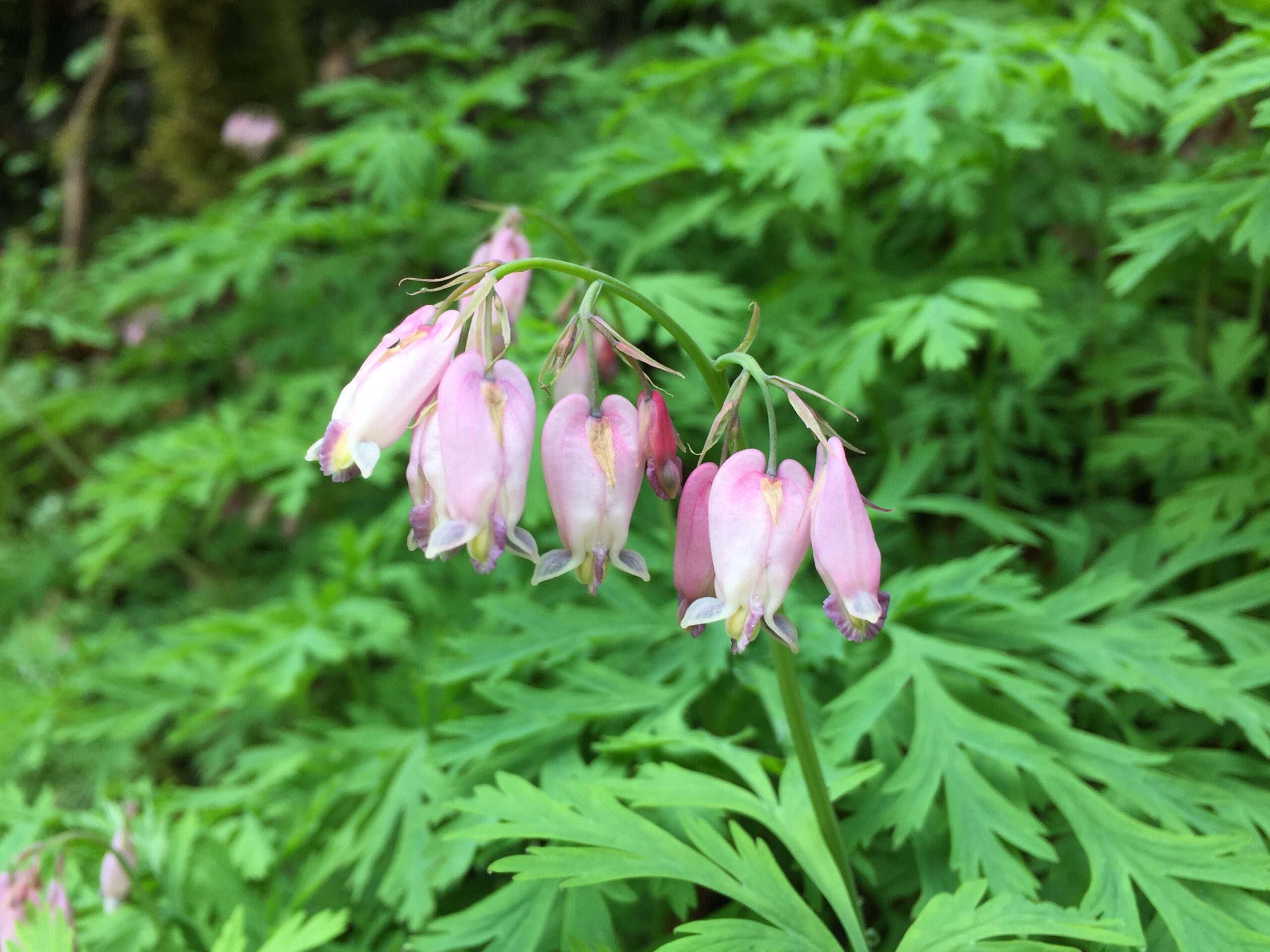 Pacific Bleeding Heart