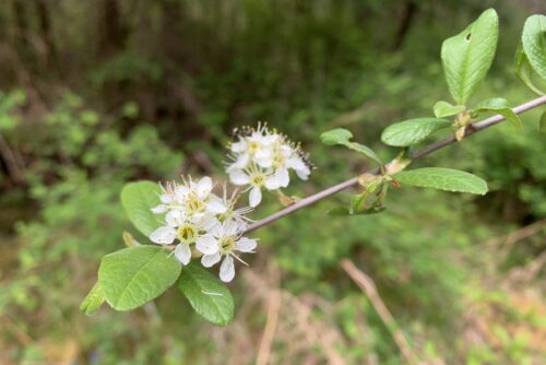 Pacific Crabapple