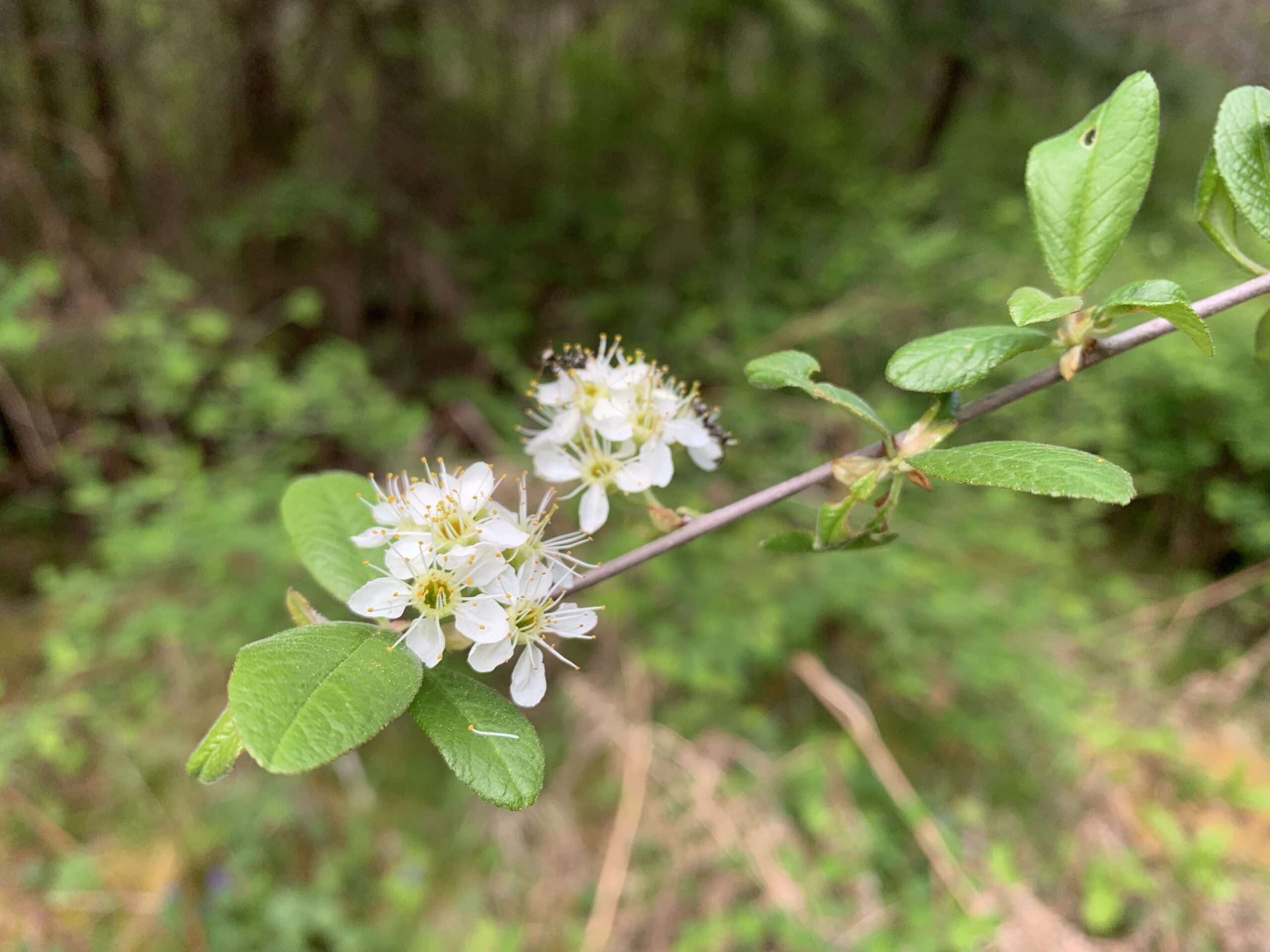 Pacific Crabapple