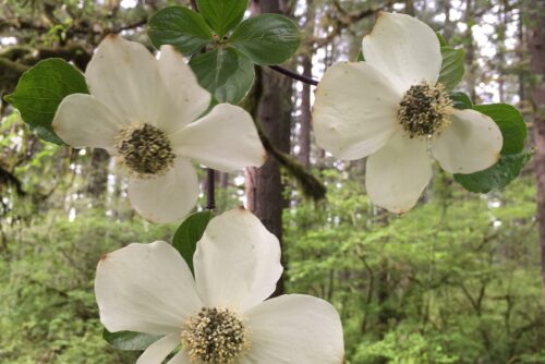 Pacific Dogwood Pacific Dogwood