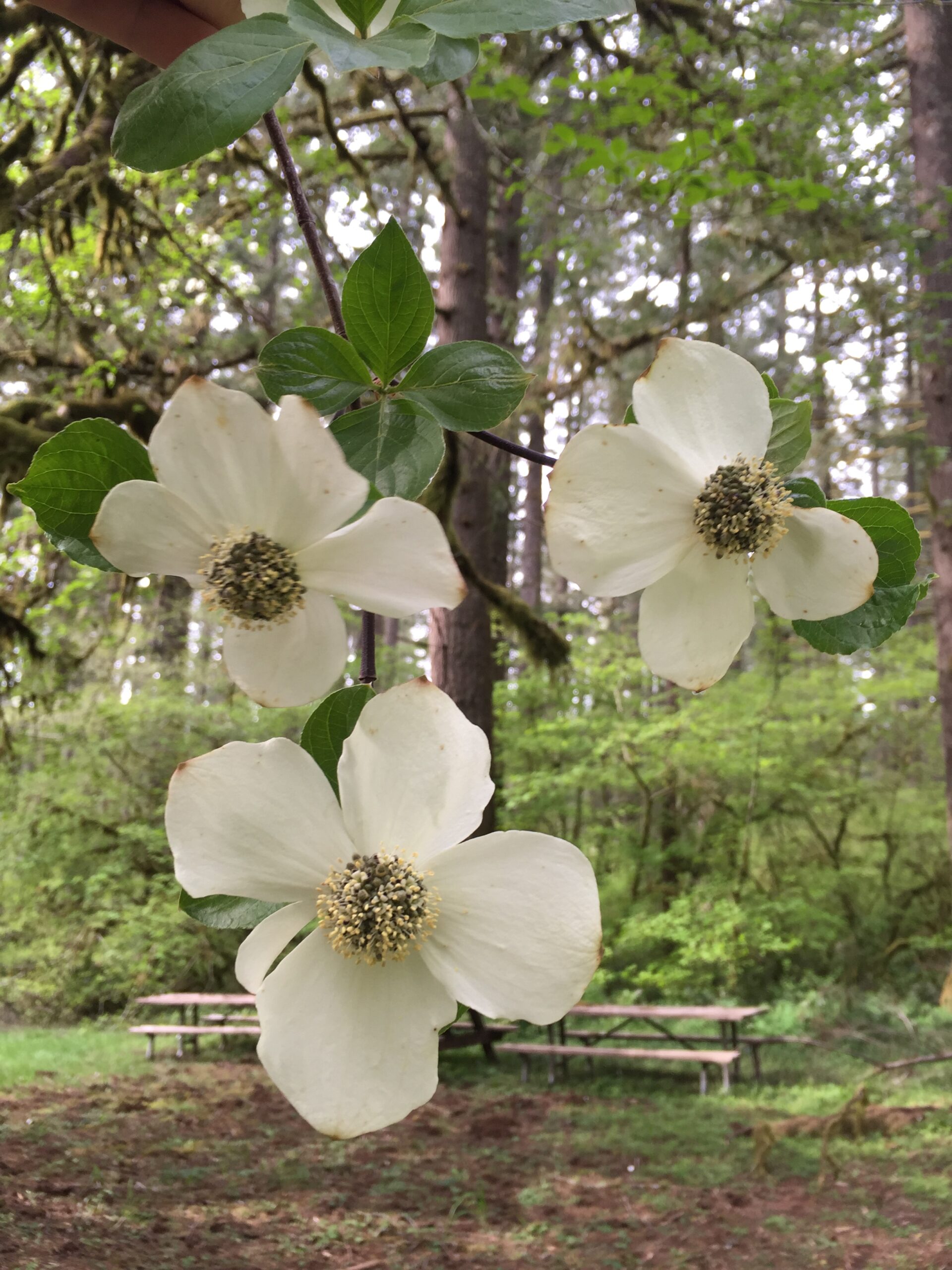 Pacific Dogwood Pacific Dogwood