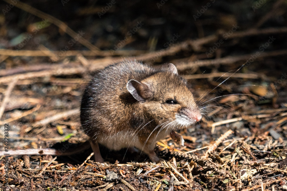 Pacific Jumping Mouse Pacific Jumping Mouse