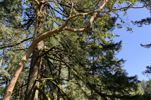 Pacific Madrone