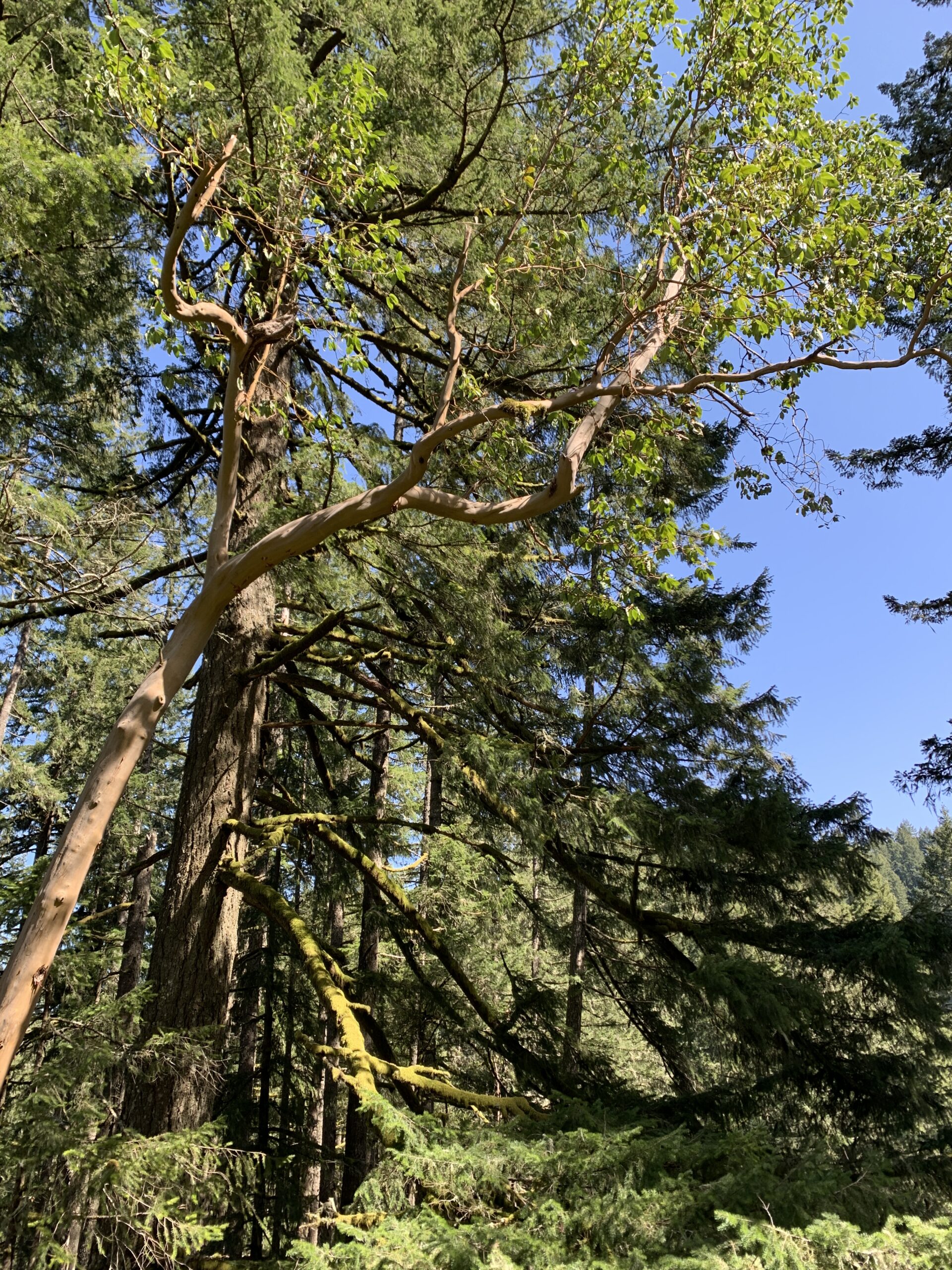 Pacific Madrone