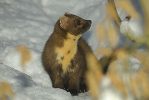 Pacific Marten