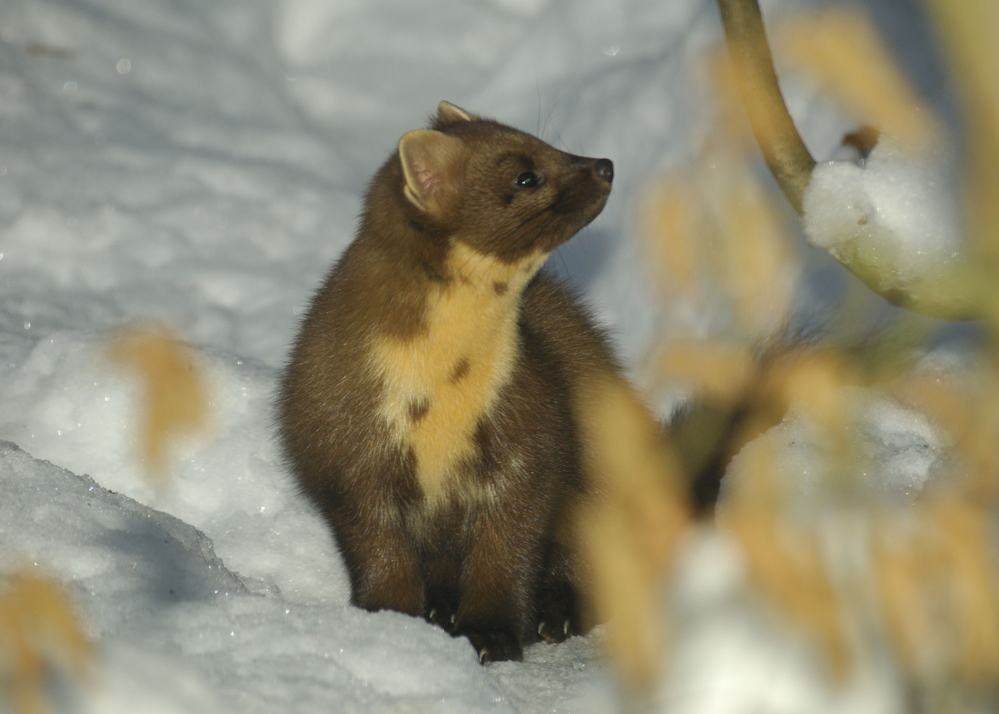 Pacific Marten