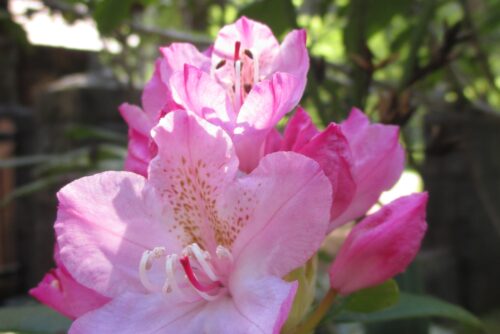 Pacific Rhododendron Pacific Rhododendron
