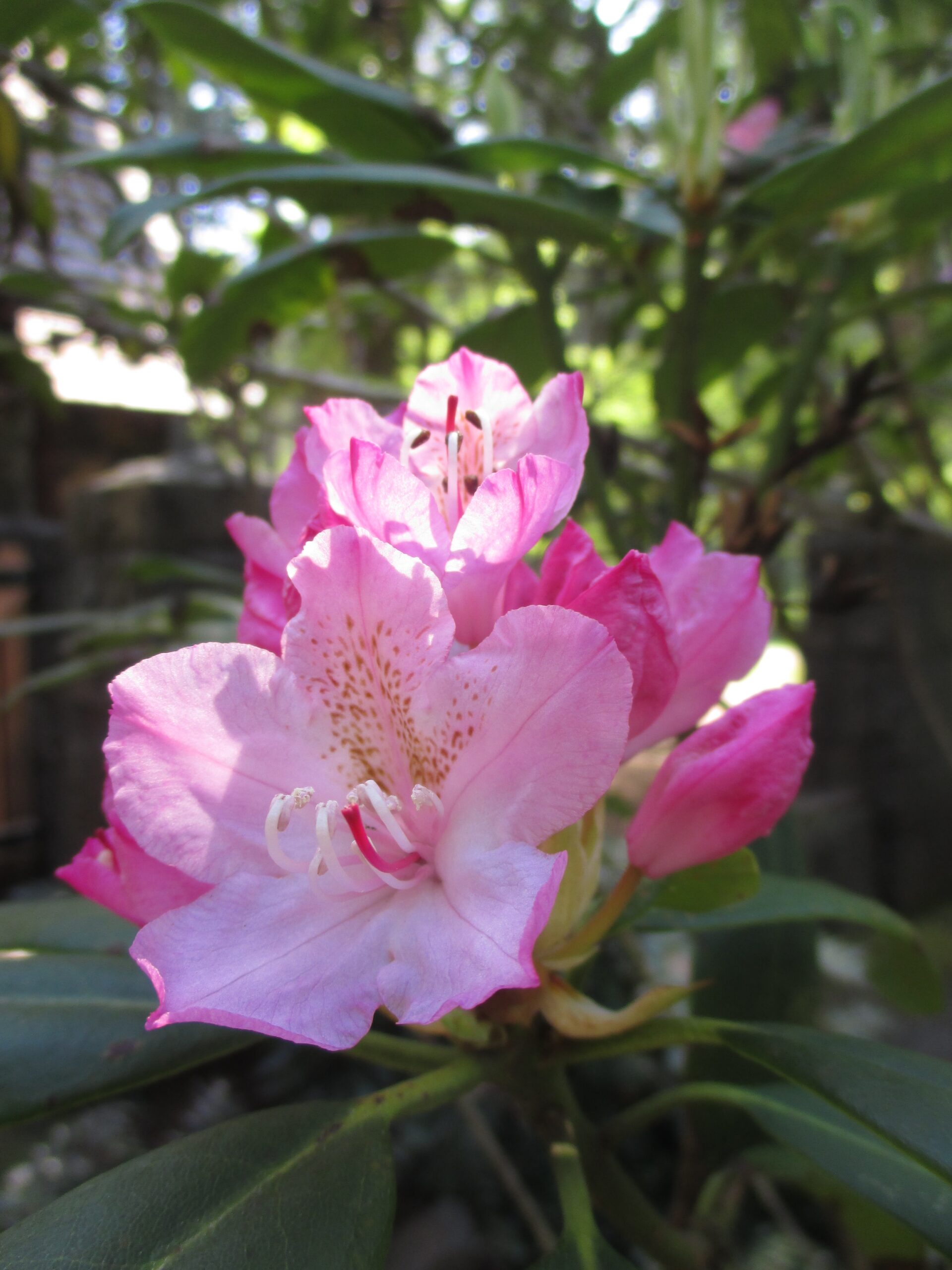 Pacific Rhododendron Pacific Rhododendron