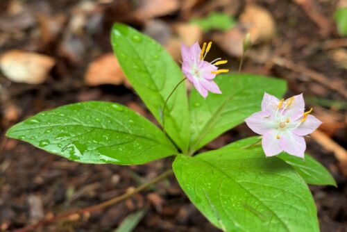 Pacific Starflower Pacific Starflower