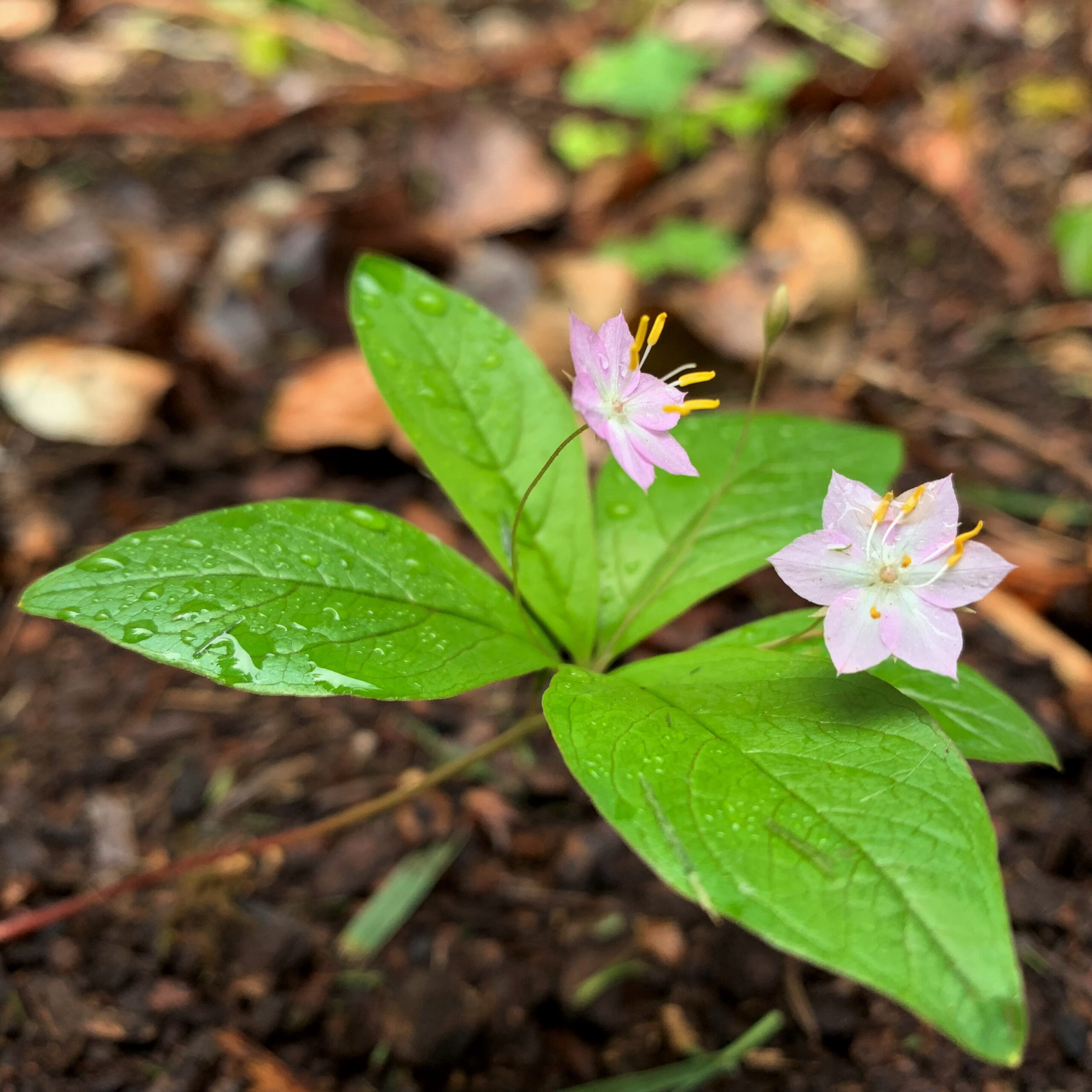 Pacific Starflower