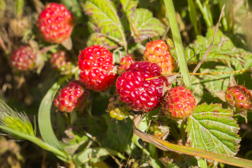 Pacific Trailing Blackberry