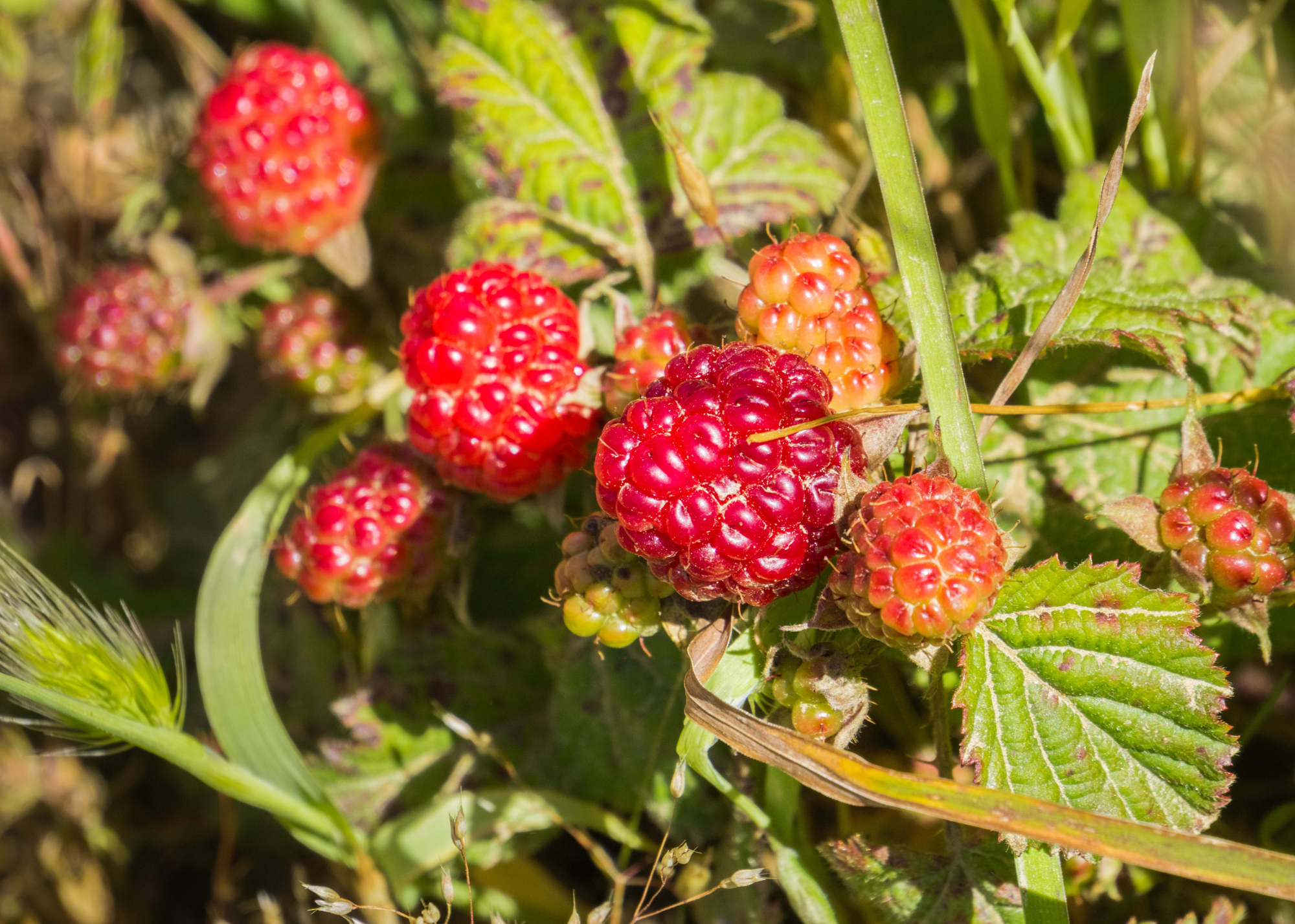 Pacific Trailing Blackberry