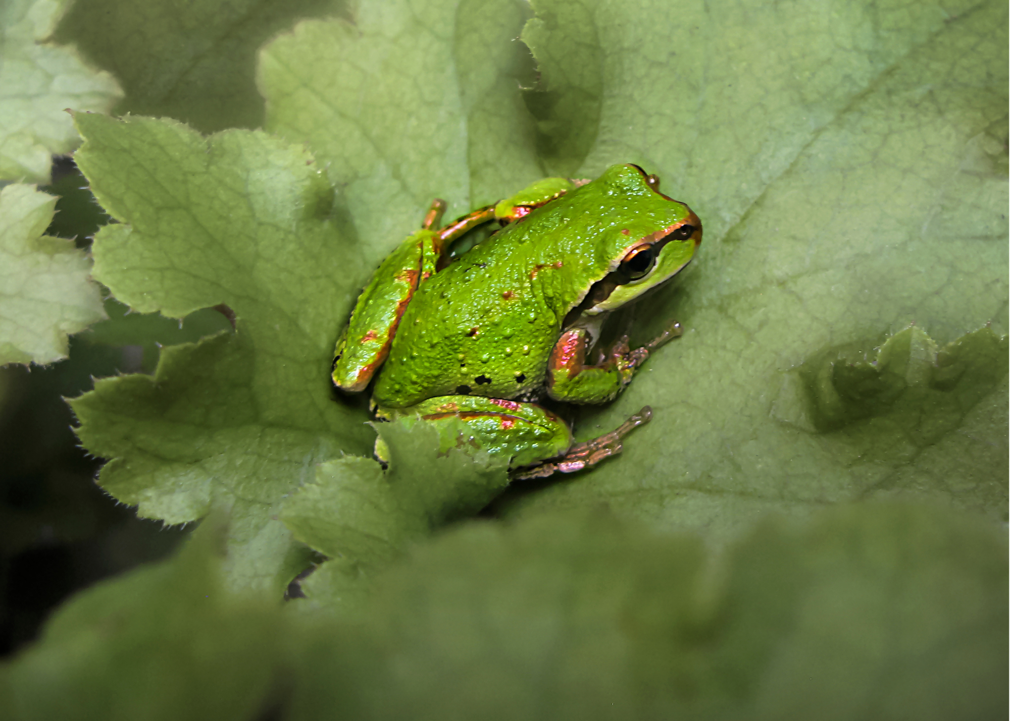 Pacific Tree Frog