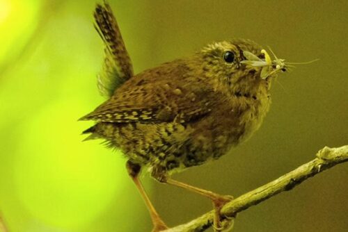Pacific Wren