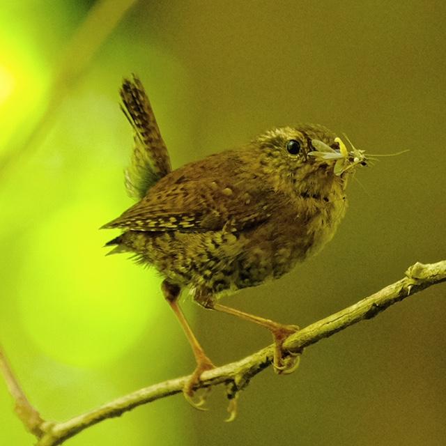 Pacific Wren Pacific Wren