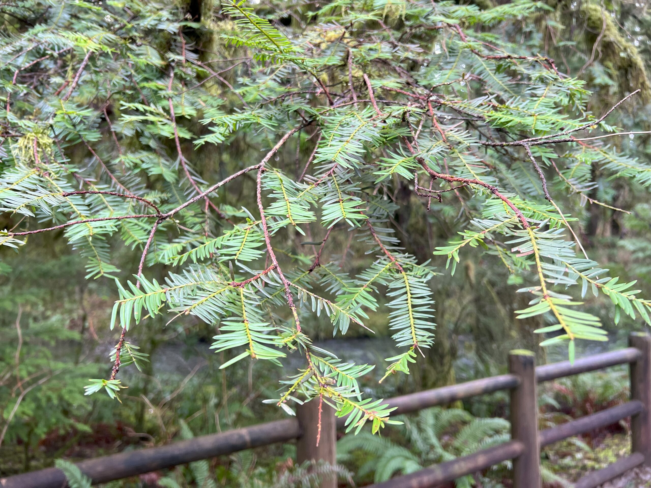 Pacific Yew foliage and trunk