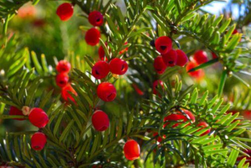 Pacific Yew