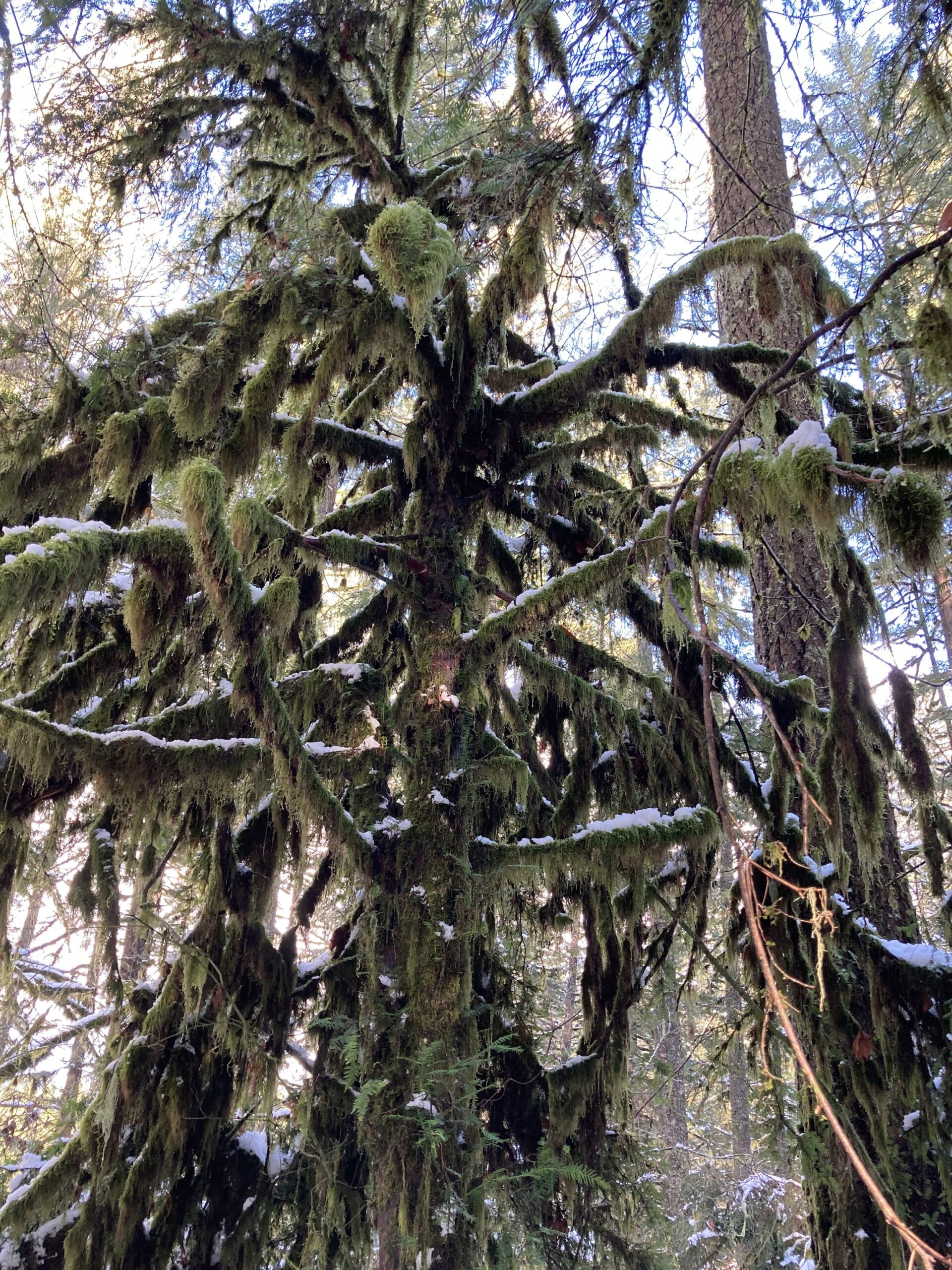 Pacific Yew bark and foliage