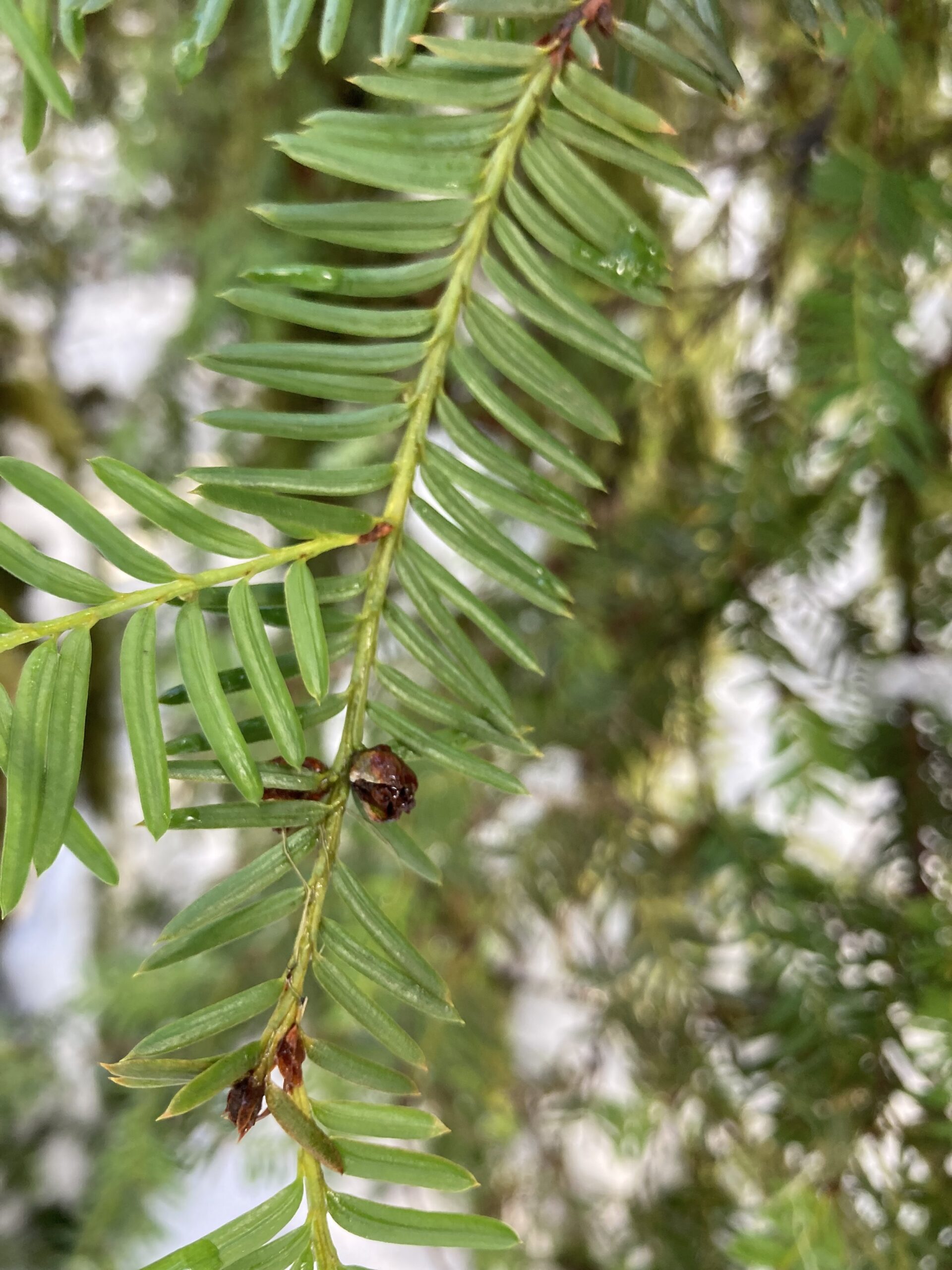 Pacific Yew needles