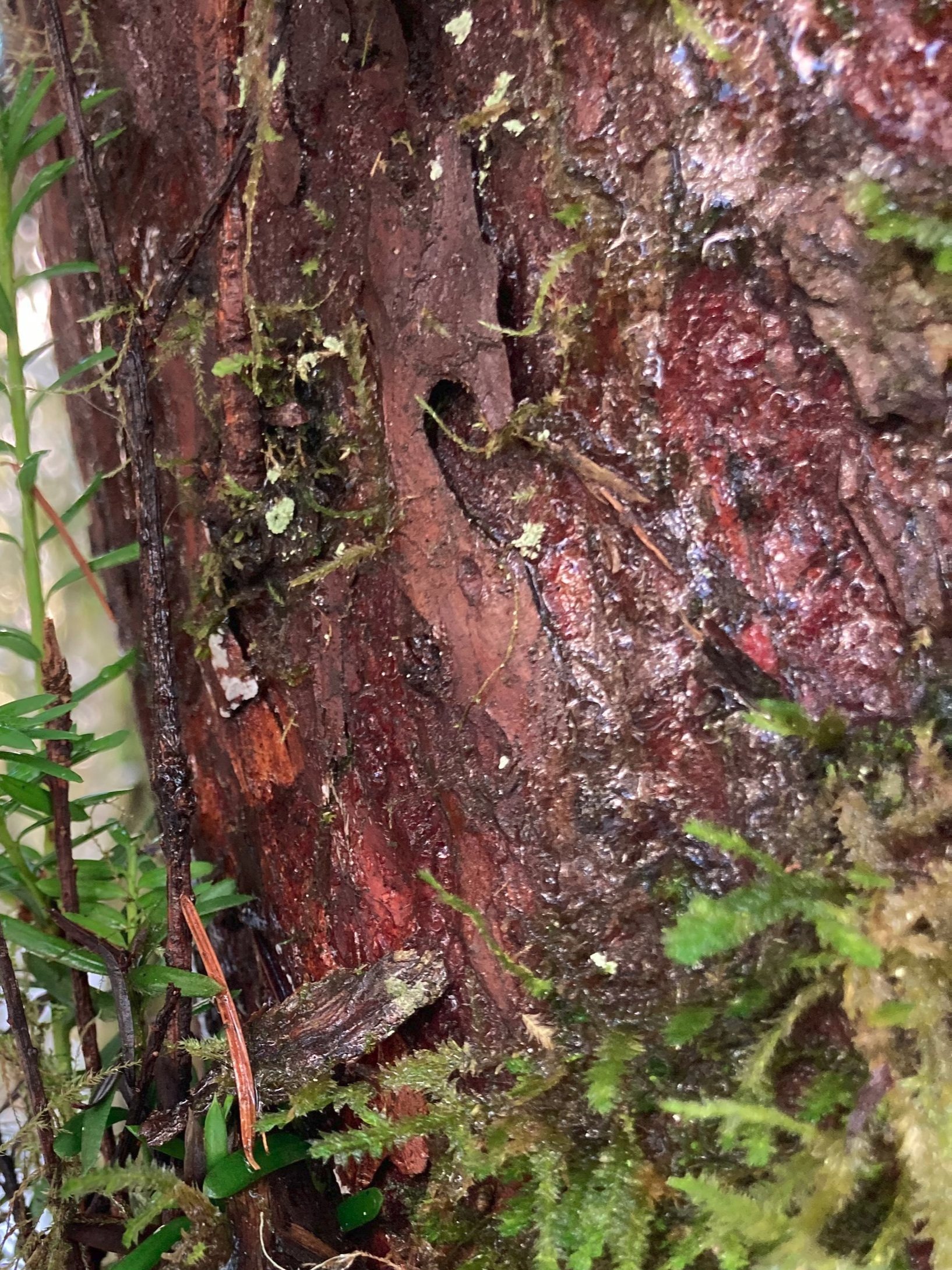 Pacific Yew shoots and purplish trunk