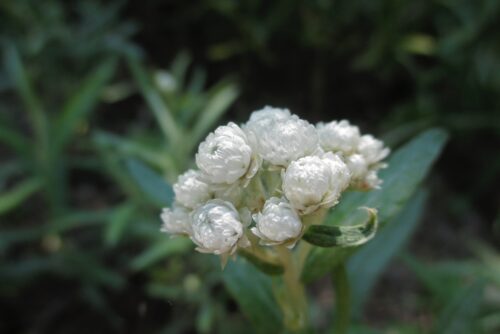 Pearly Everlasting Pearly Everlasting