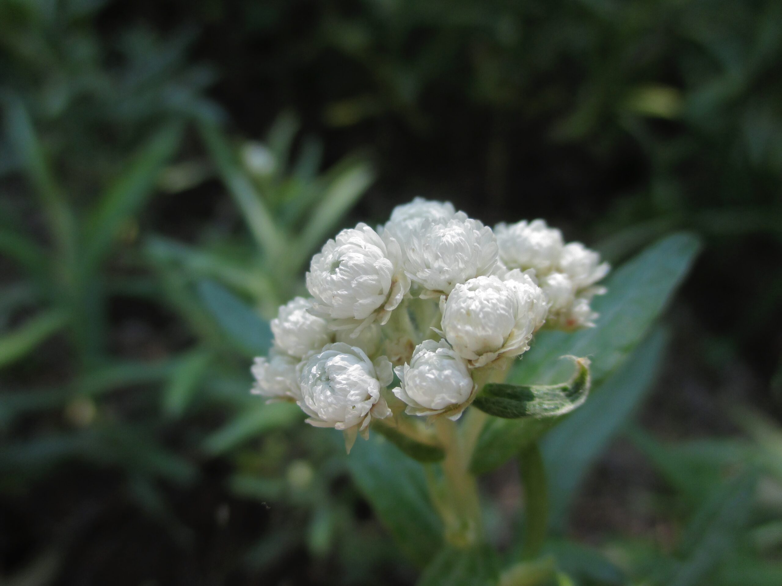 Pearly Everlasting