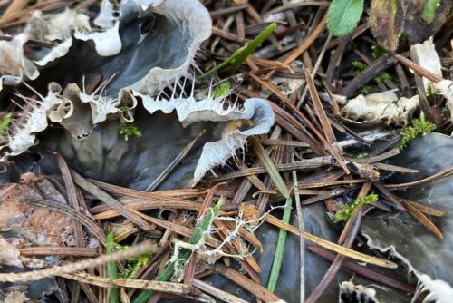 Pelt Lichen