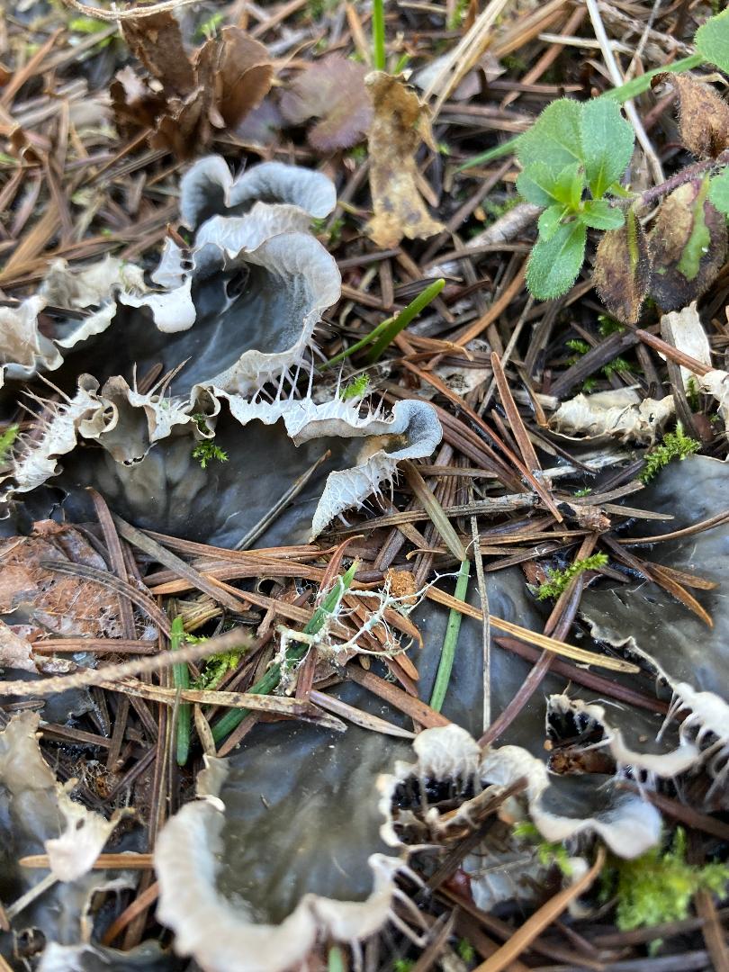 Pelt Lichen