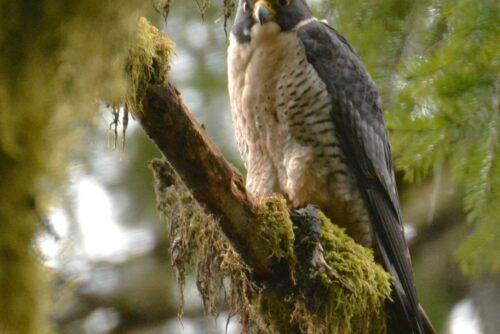 Peregrine Falcon