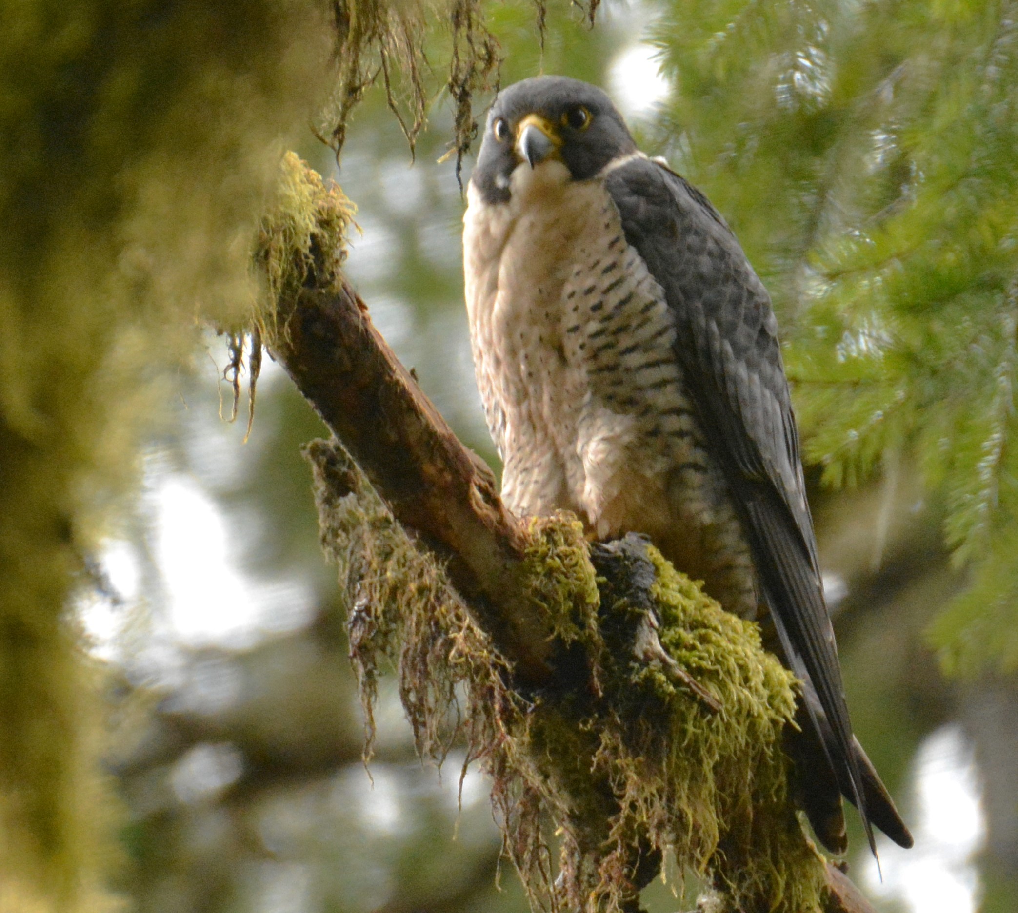 Peregrine Falcon Peregrine Falcon