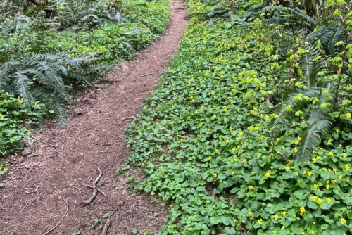 Perimeter Trail