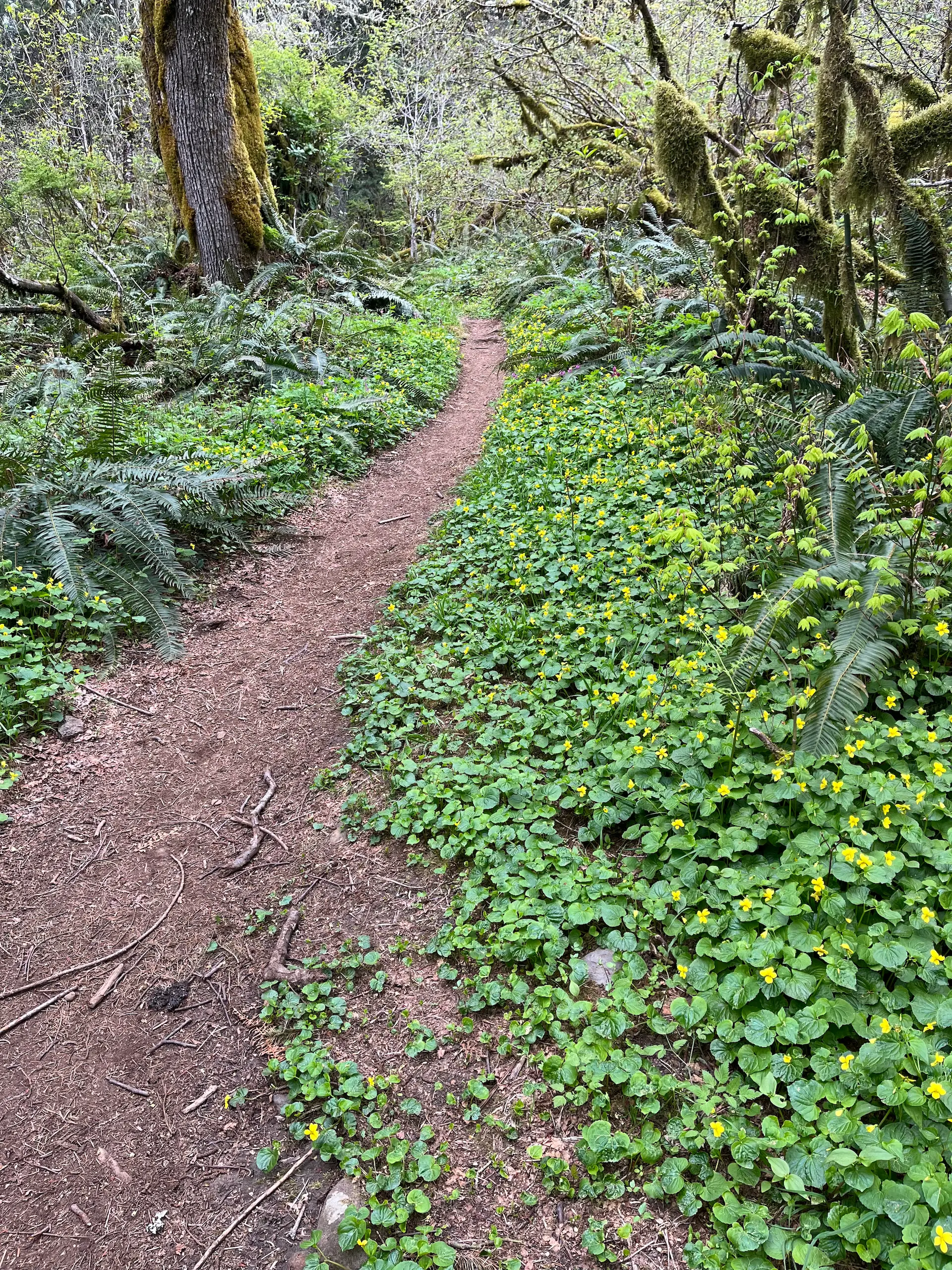 Two volunteers appear to be planting or restoring native vegetation on the grounds outside the South Falls Café at Silver Falls State Park