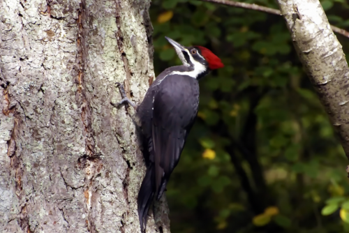 Pileated Woodpecker