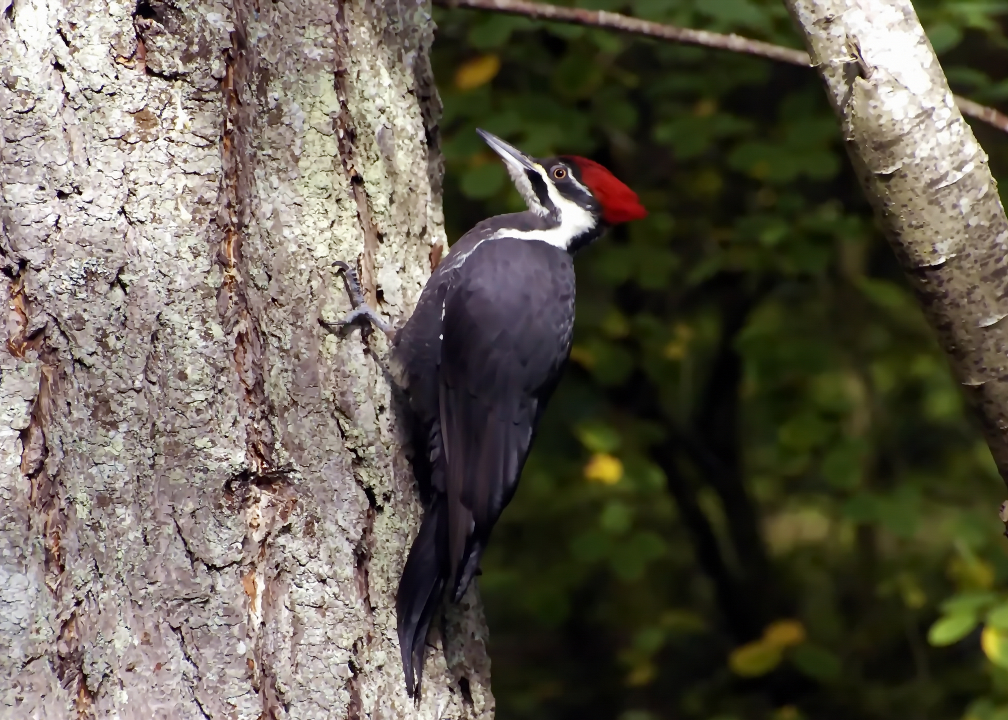 Pileated Woodpecker Pileated Woodpecker