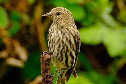 Pine Siskin