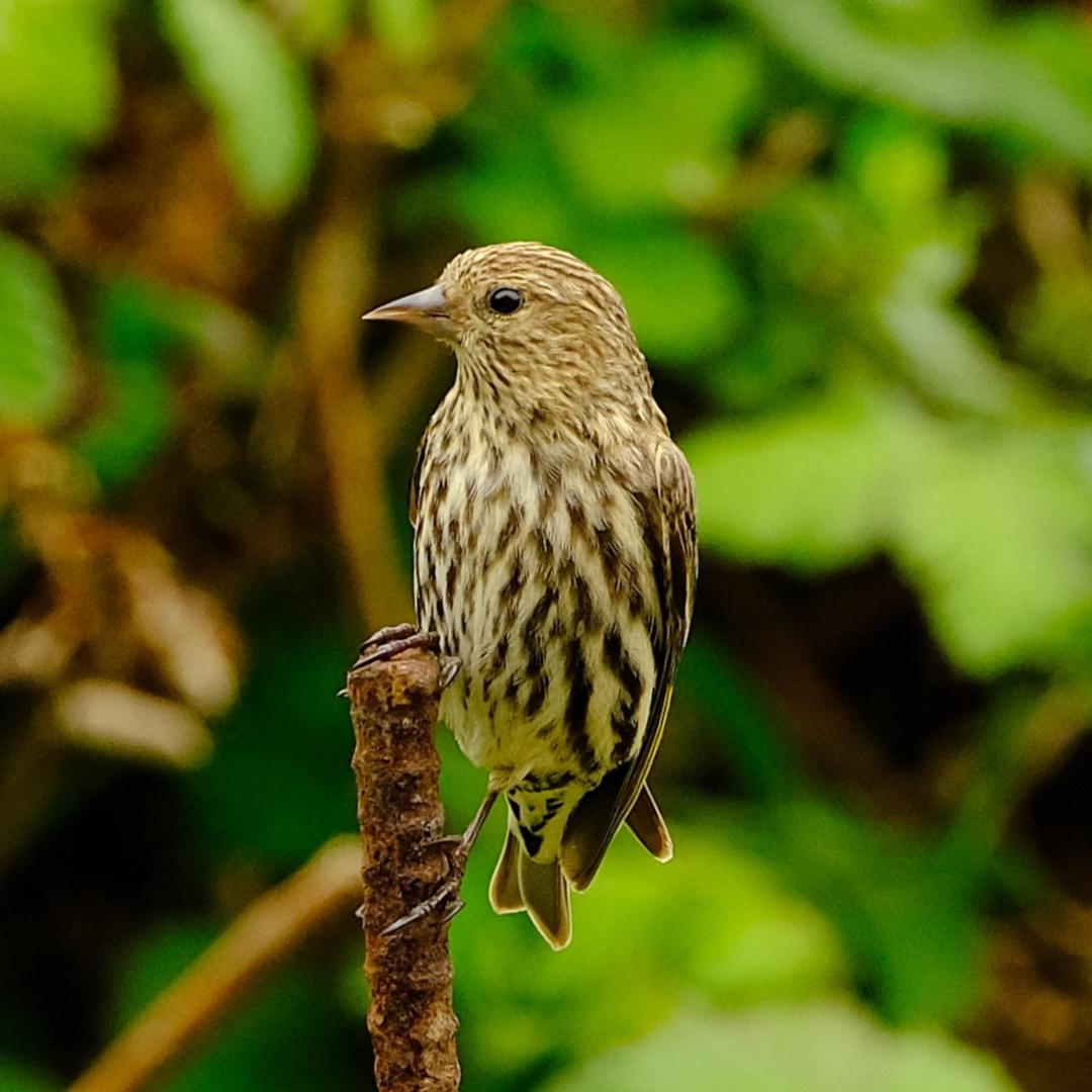 Pine Siskin