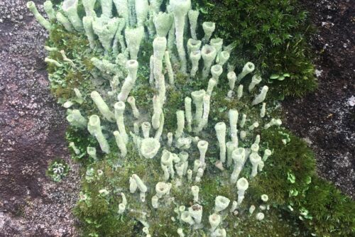 Pixie Cup Lichen