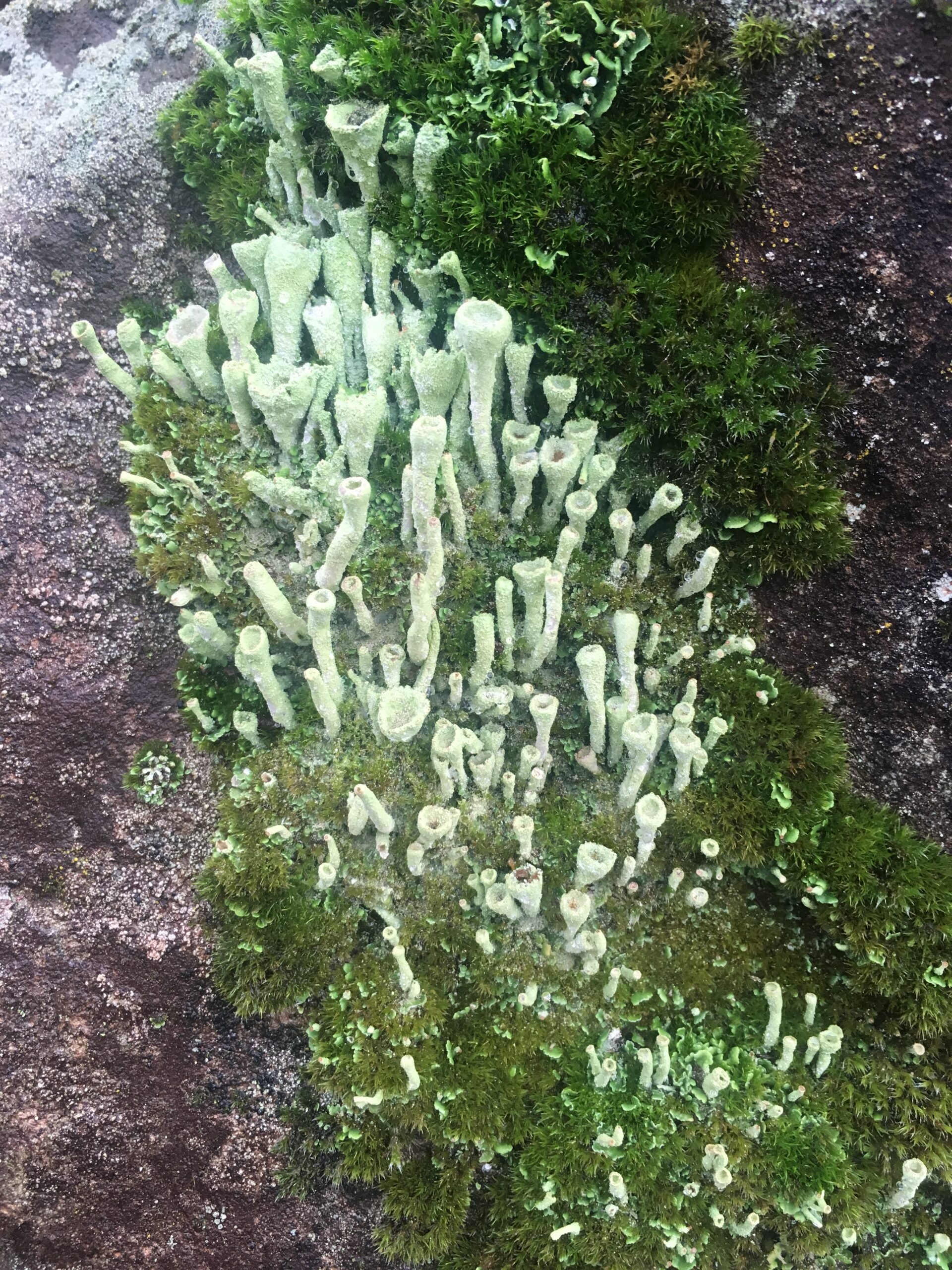 Pixie Cup Lichen