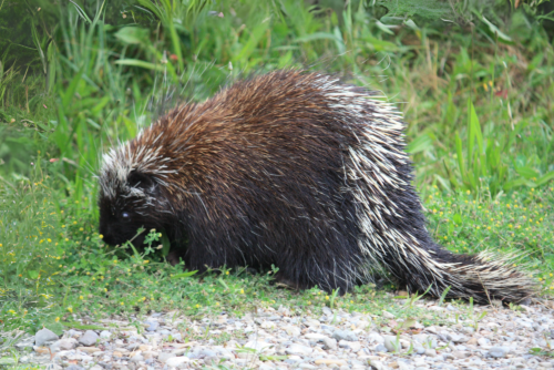 Porcupine