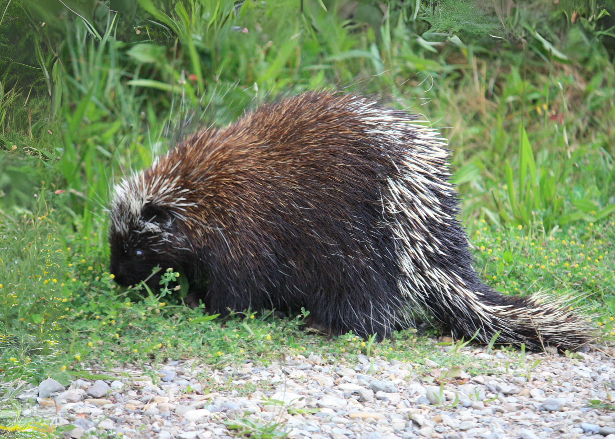 Porcupine Porcupine