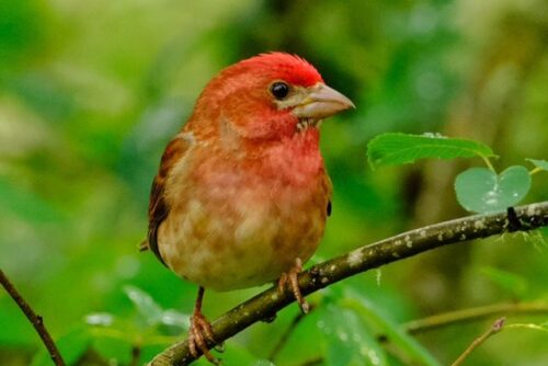 Purple Finch