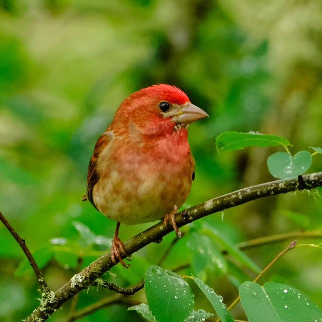 Purple Finch Purple Finch