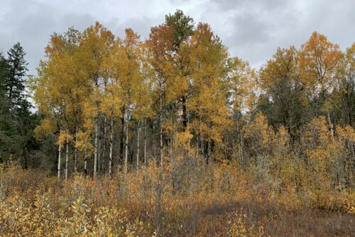 Quacking Aspen